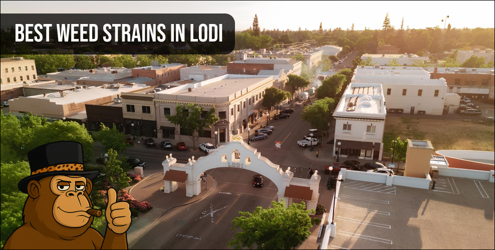 Aerial view of Lodi, California city streets with a "Best Weed Strains in Lodi" banner.