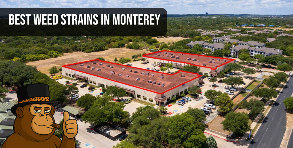 Aerial view of a Monterey cannabis facility and retail center with Ape mascot.