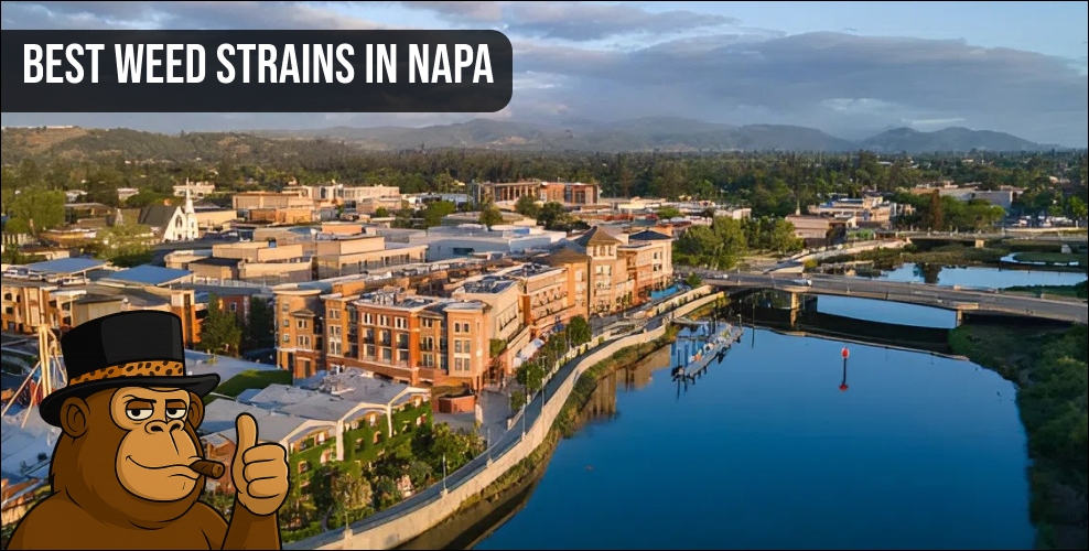 Aerial view of Napa city riverfront with "Best Weed Strains in Napa" text and ape mascot.