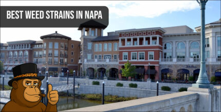 Macro photography of crystal-clear cannabis trichomes on a premium Napa strain.