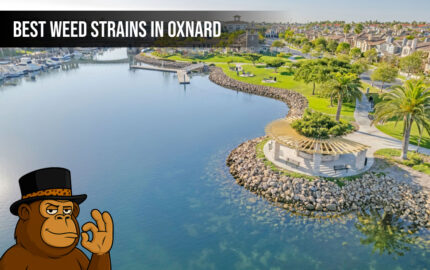 A premium cannabis bud on a localized background with Oxnard scenery and the Blunt Depot logo.
