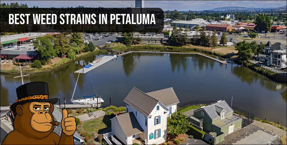 Aerial view of Petaluma waterfront for local weed delivery.
