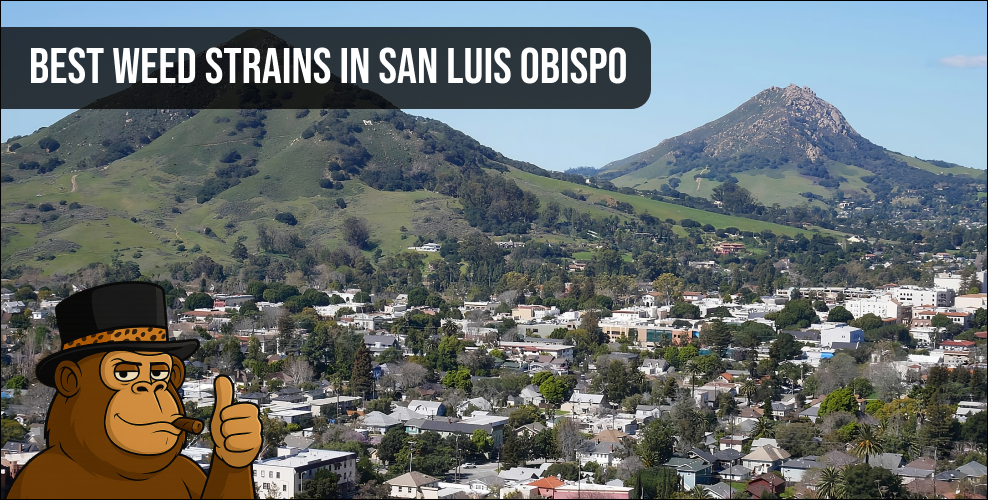 Scenic aerial view of San Luis Obispo hills and town with Ape mascot.