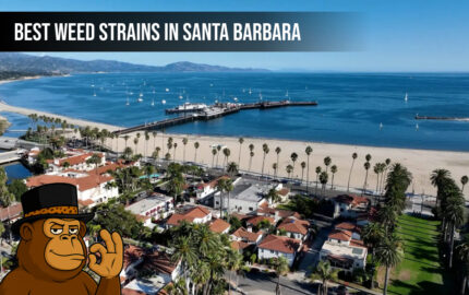 Best Weed Strains In Santa Barbara