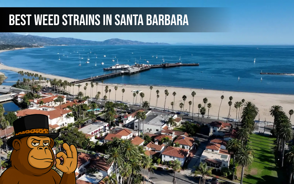 Best Weed Strains In Santa Barbara