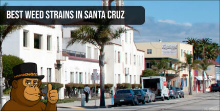 Scenic view of downtown Santa Cruz streets known for top-rated cannabis dispensaries.
