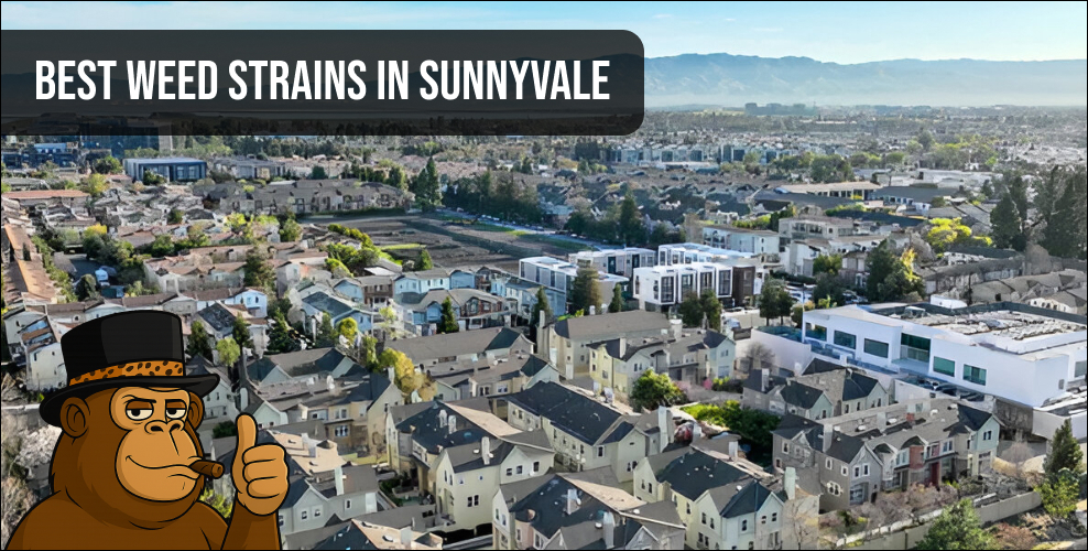 Aerial view of Sunnyvale neighborhood for local weed delivery.