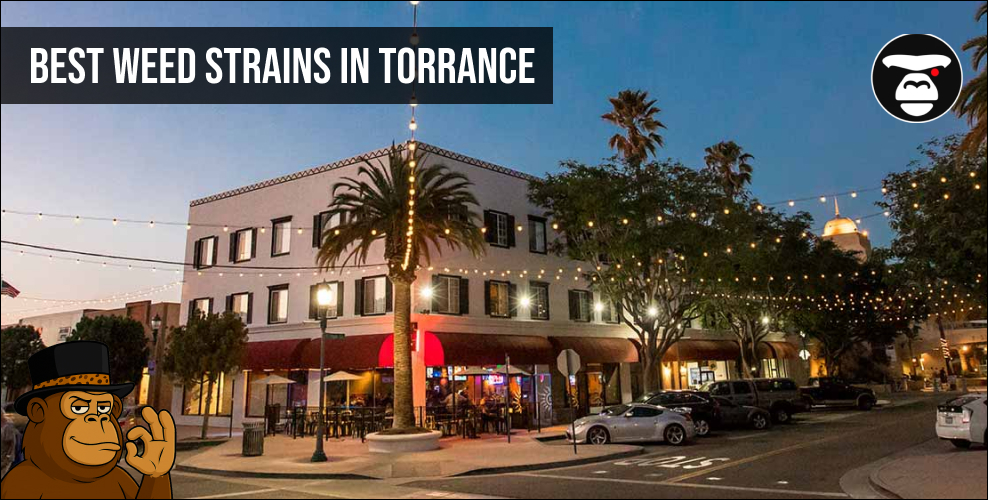 Best Weed Strains In Torrance