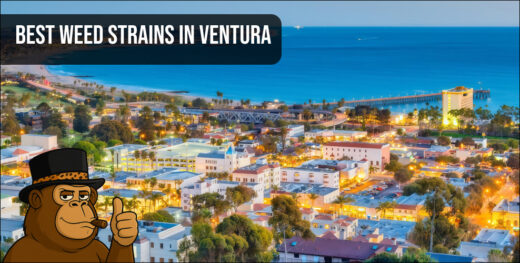 Macro photo of premium cannabis bud with orange pistils and crystal trichomes in Ventura.