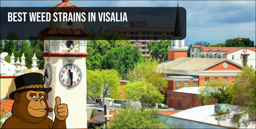 High-quality cannabis buds from a Visalia dispensary