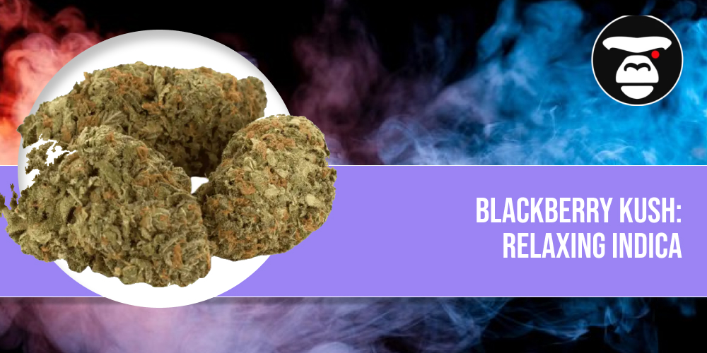 Blackberry Kush_ Relaxing Indica