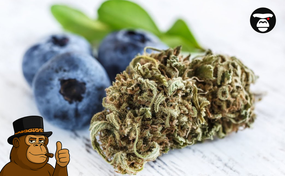 Cannabis flower next to fresh blueberries on a wooden surface