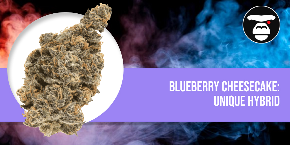 Blueberry Cheesecake_ Unique Hybrid