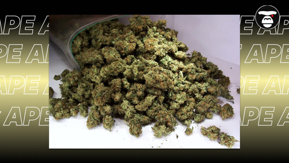 Best Strains for Intimacy and Connection A large mound of dried green and orange cannabis buds spilling onto a white surface.