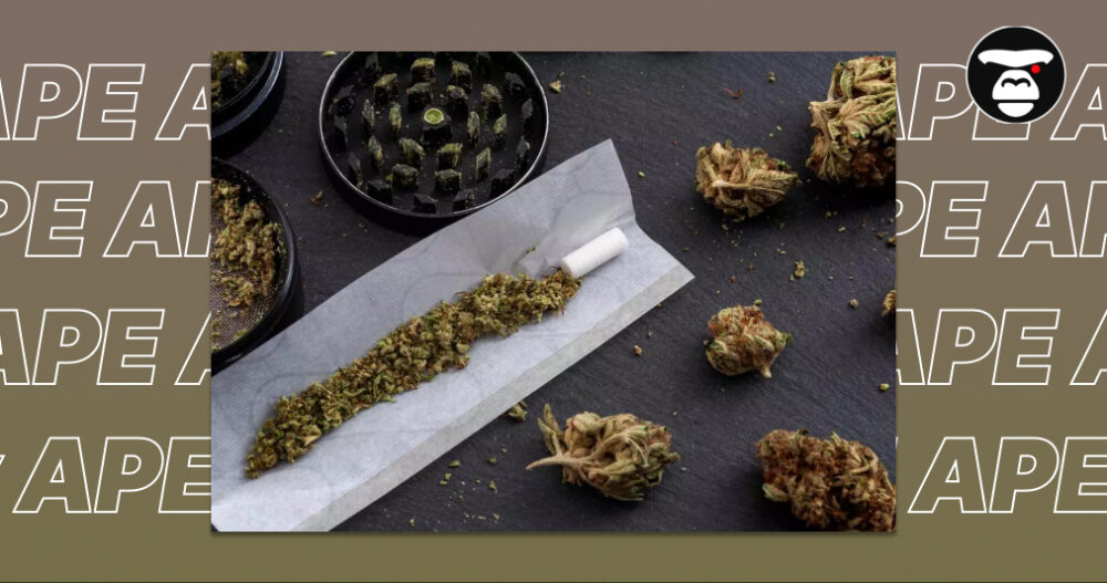 Cannabis Grinder and Rolling Process