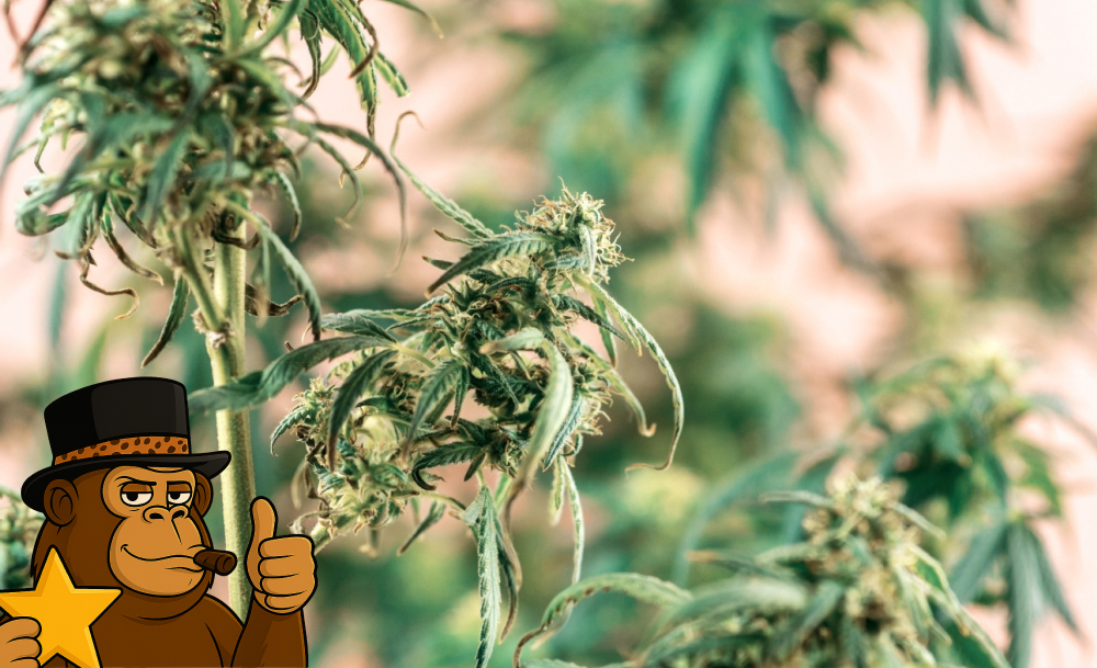 Strains for Migraine Relief