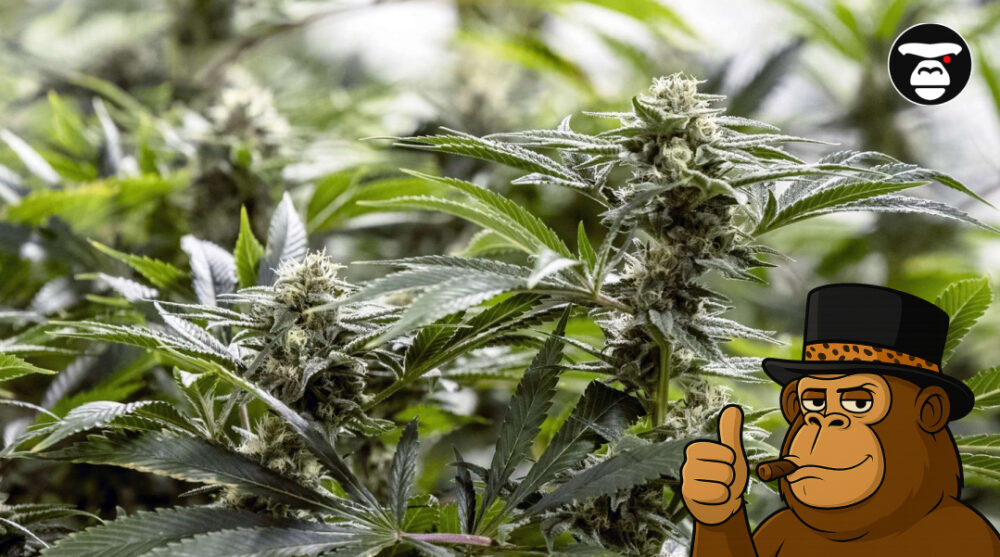 Best Weed Strains In Santa Barbara