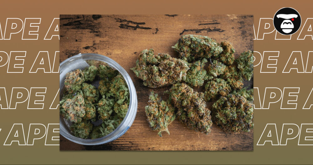 Best Weed Strains In Pasadena Close-up Cannabis Buds