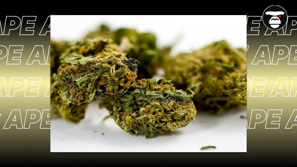 Best Strains for Social Gatherings Best Strains for Social Gatherings