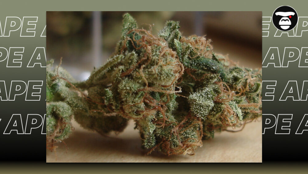 Detailed macro shot of a resinous cannabis flower with orange hairs.