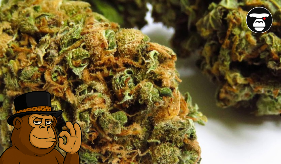 Macro shot of a dense, orange-haired cannabis bud next to an ape mascot.