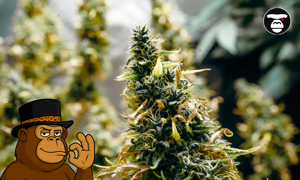 Fast-Acting Strains Detailed view of a cannabis cola with amber pistils and trichomes.