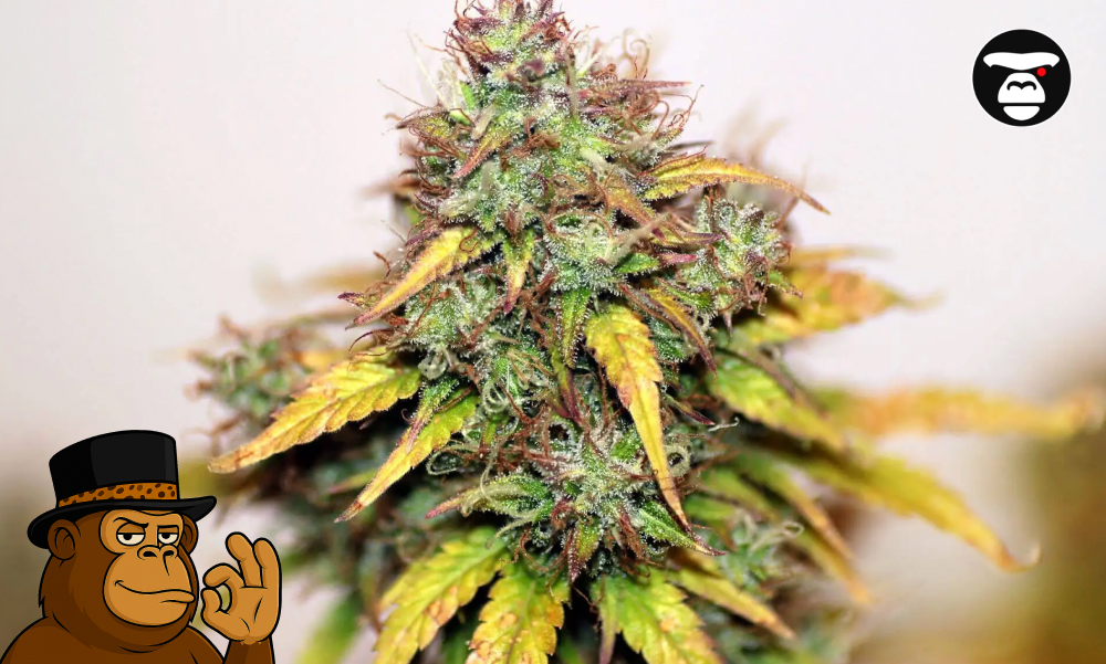 Vibrant cannabis cola with purple and yellow autumn-colored leaves.