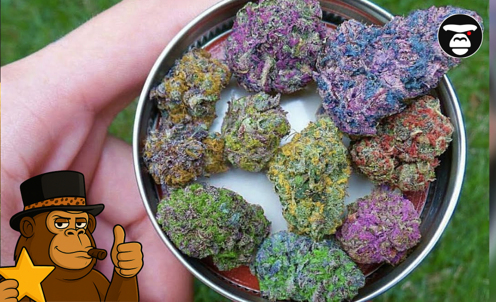 Strains for Appetite Stimulation A collection of bright purple, green, and orange cannabis nugs in a metal tin.
