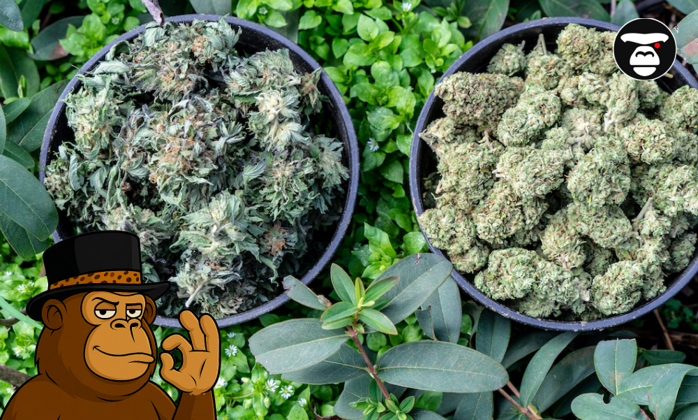 Strains for Appetite Stimulation Two black bowls filled with different types of cannabis flowers on a green leafy background.