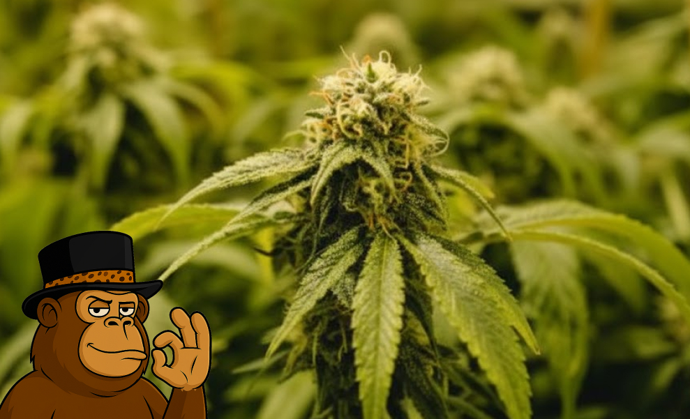 Best Weed Strains In Napa Best Weed Strains In Napa