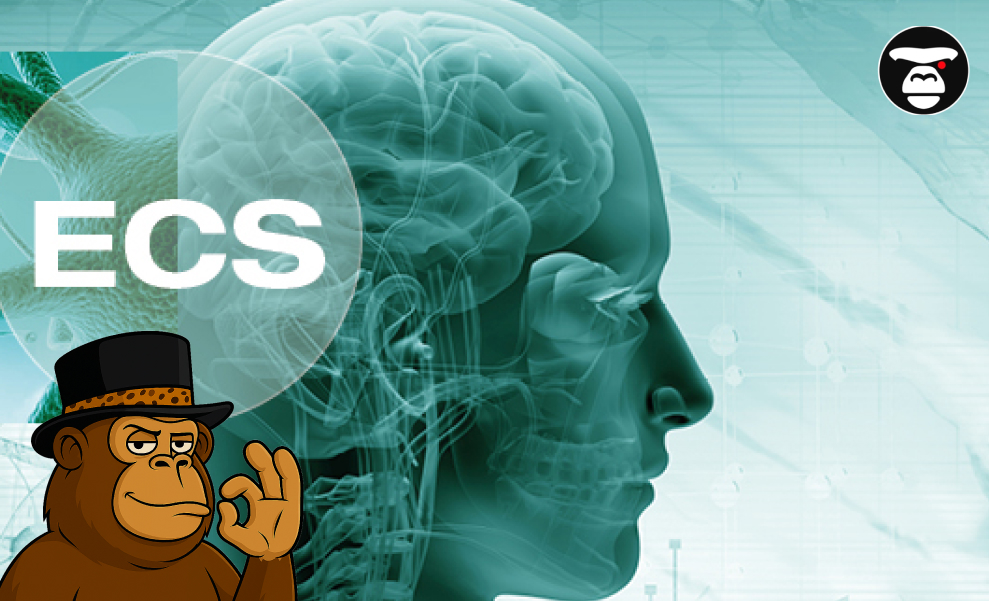 How the Endocannabinoid System Works in This