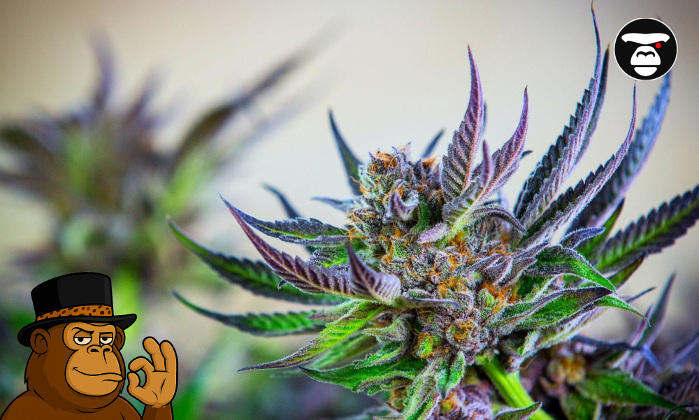 Blackberry Kush_ Relaxing Indica