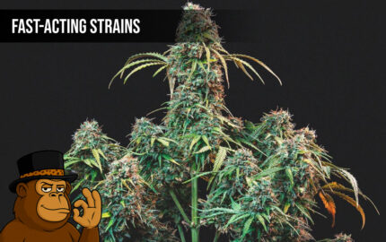 Fast-Acting Strains