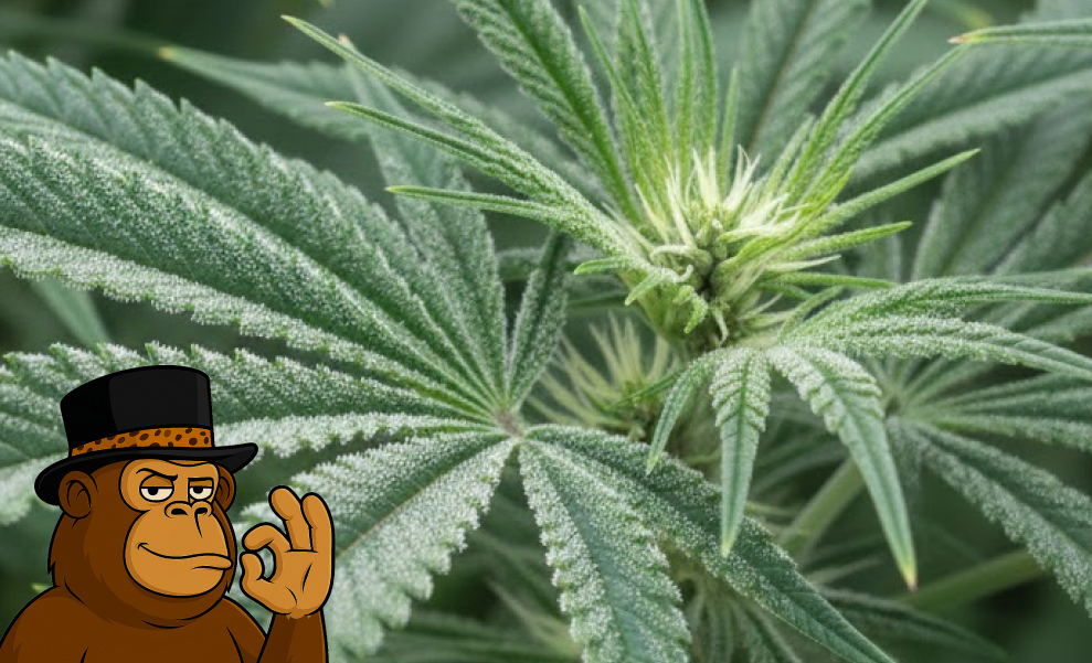 A young cannabis plant in the early flowering stage with frosty green leaves.