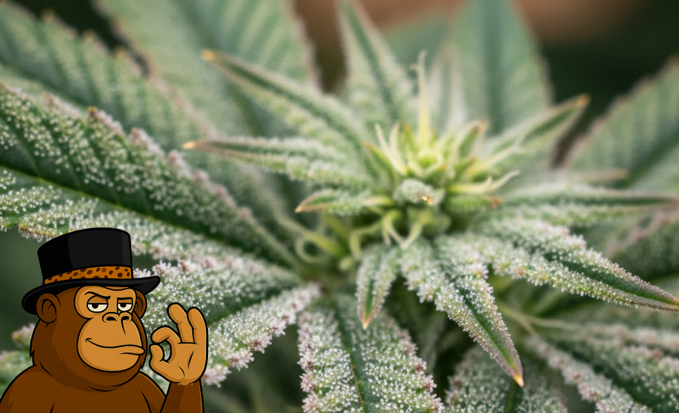 Best Weed Strains In Santa Cruz Frosty leaves of a cannabis plant during the flowering stage in a Santa Cruz grow room.