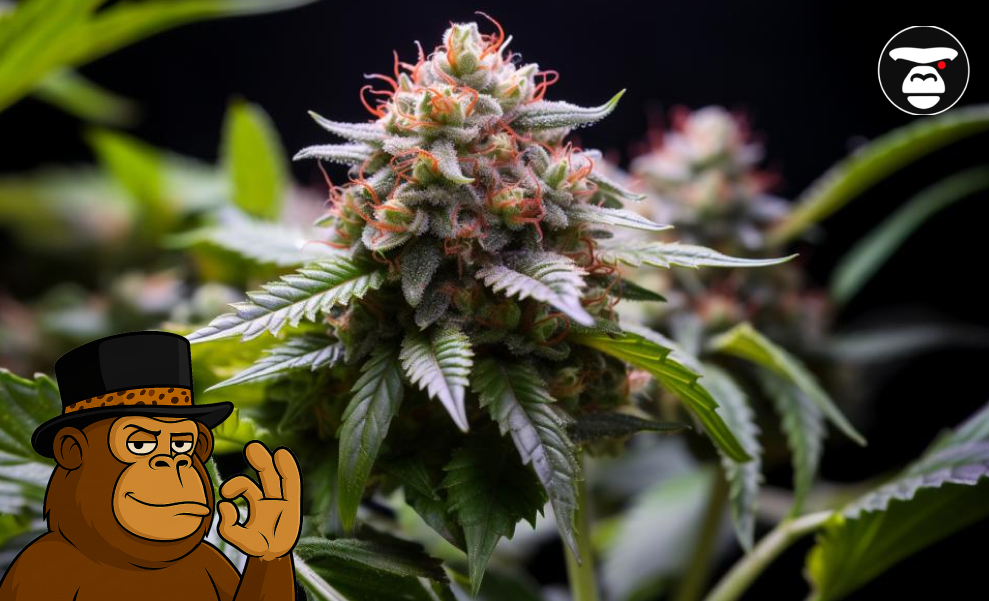 Flowering Cannabis Plant