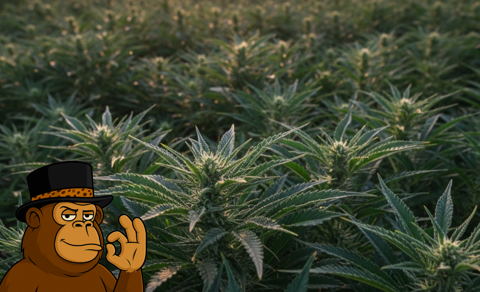 Best Weed Strains In Richmond Multiple flowering cannabis plants with large, healthy colas.