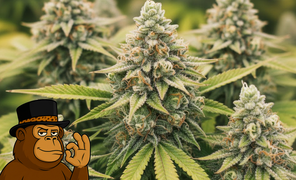 Multiple mature cannabis plants with large flowering buds.