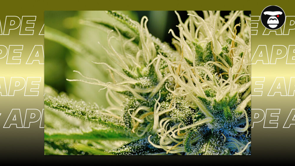 Extreme macro of a flowering cannabis plant showing white pistils and crystal trichomes.