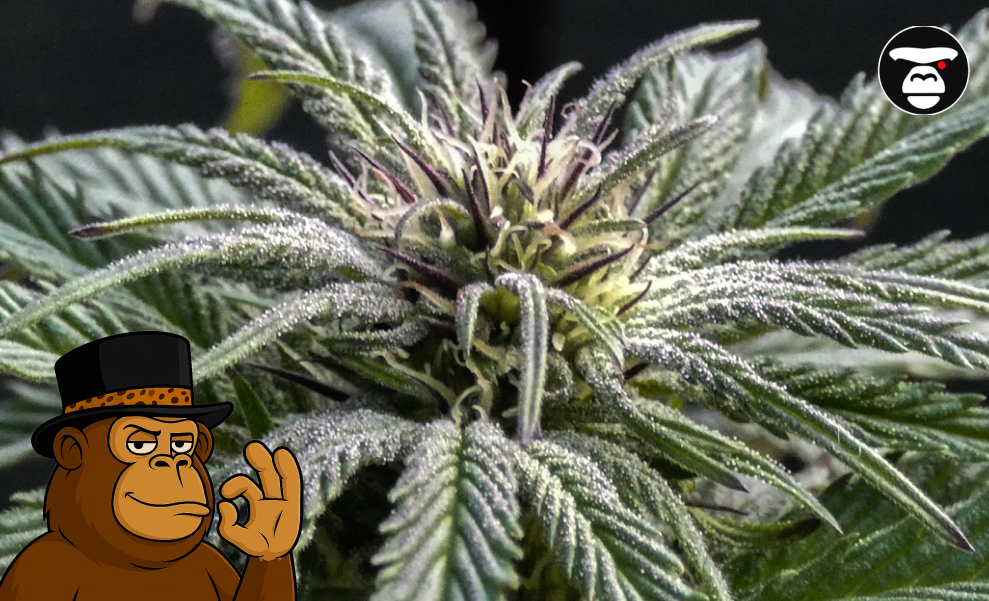 Close-up of a flowering cannabis plant with purple accents and heavy trichomes.