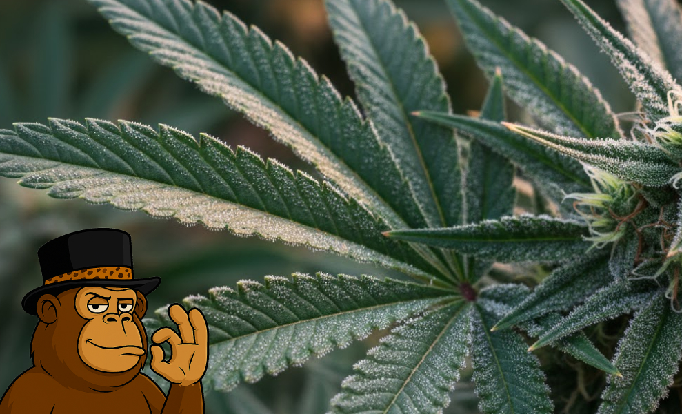 Close-up of a green cannabis leaf covered in white crystal trichomes.