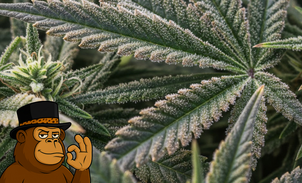 Close-up of green cannabis fan leaves heavily dusted with white crystalline trichomes.