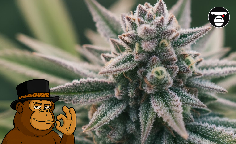 Best Weed Strains In San Luis Obispo