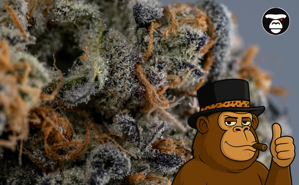 Most Flavorful Strains Extreme close-up of cannabis flower with white frosty trichomes and orange pistils.