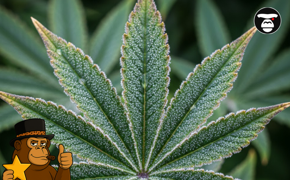 A vibrant green cannabis leaf covered in a thick layer of icy white trichomes.