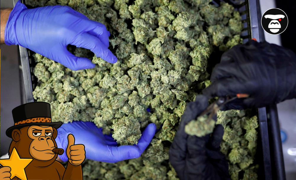 Gloved hands sorting through a large tray of fresh green cannabis buds.