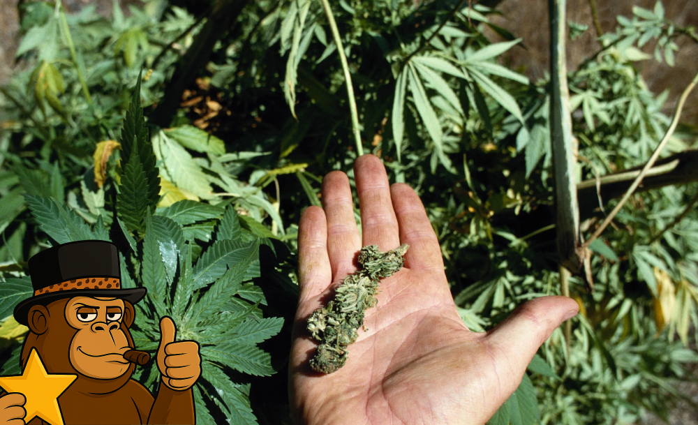 An open palm holding a single cannabis bud against a background of leafy green plants.
