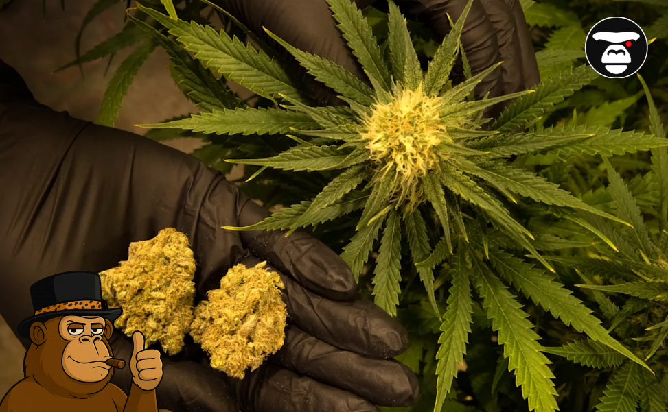 Gloved hands holding freshly harvested cannabis buds next to a live plant.