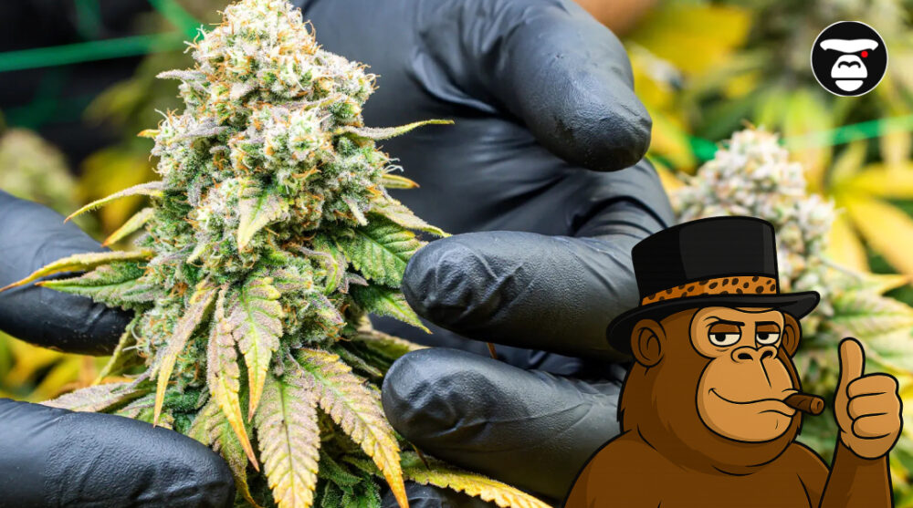 A person wearing black nitrile gloves holding a large, mature cannabis flower bud.