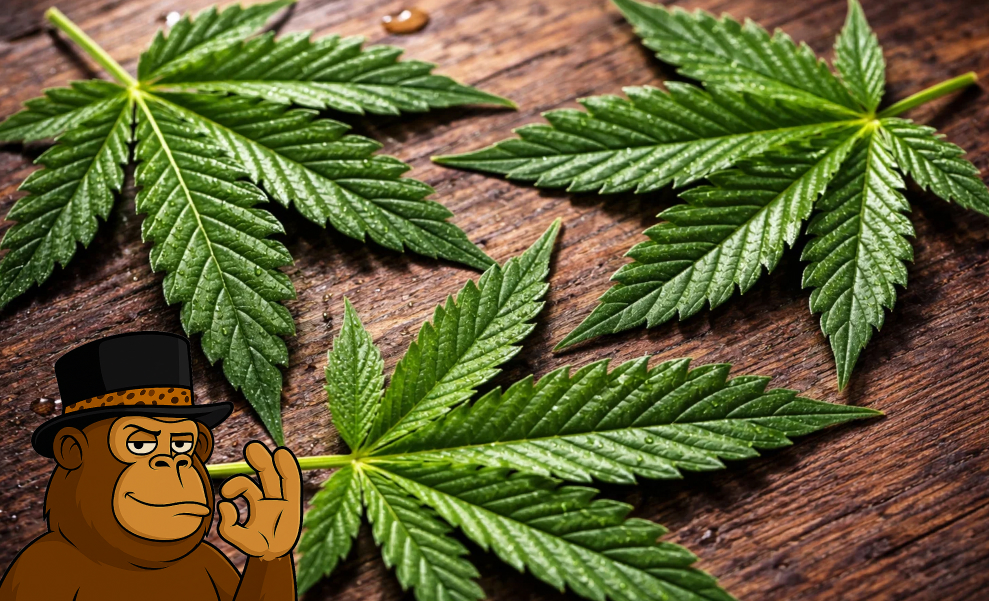 Strongest Strains of the Year in Potent Cannabis Products